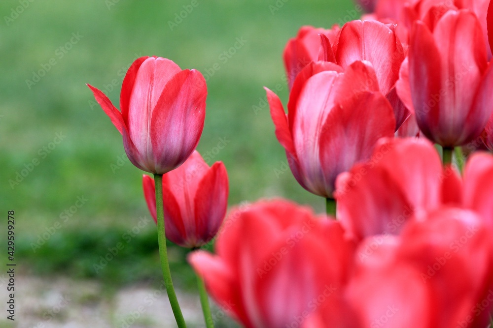 Pink tulips in the park in spring Pink tulips in the park in spring