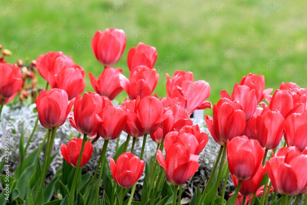 Pink tulips in the park in spring Pink tulips in the park in spring