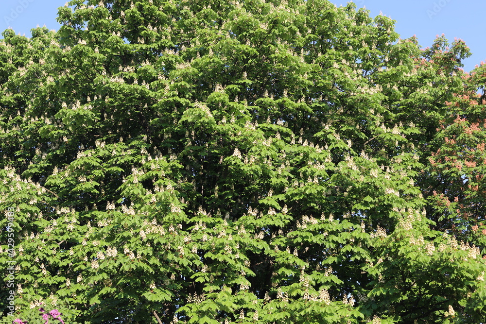 White flowers of chestnut tree in spring season. Tree blossom on a sunny day in the springtime.