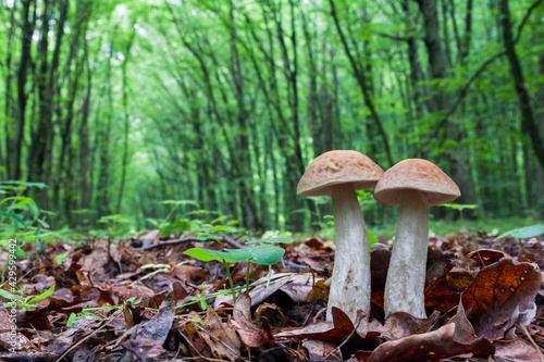 Two edible brown mushrooms (Leccinum scabrum) grow in the woods
