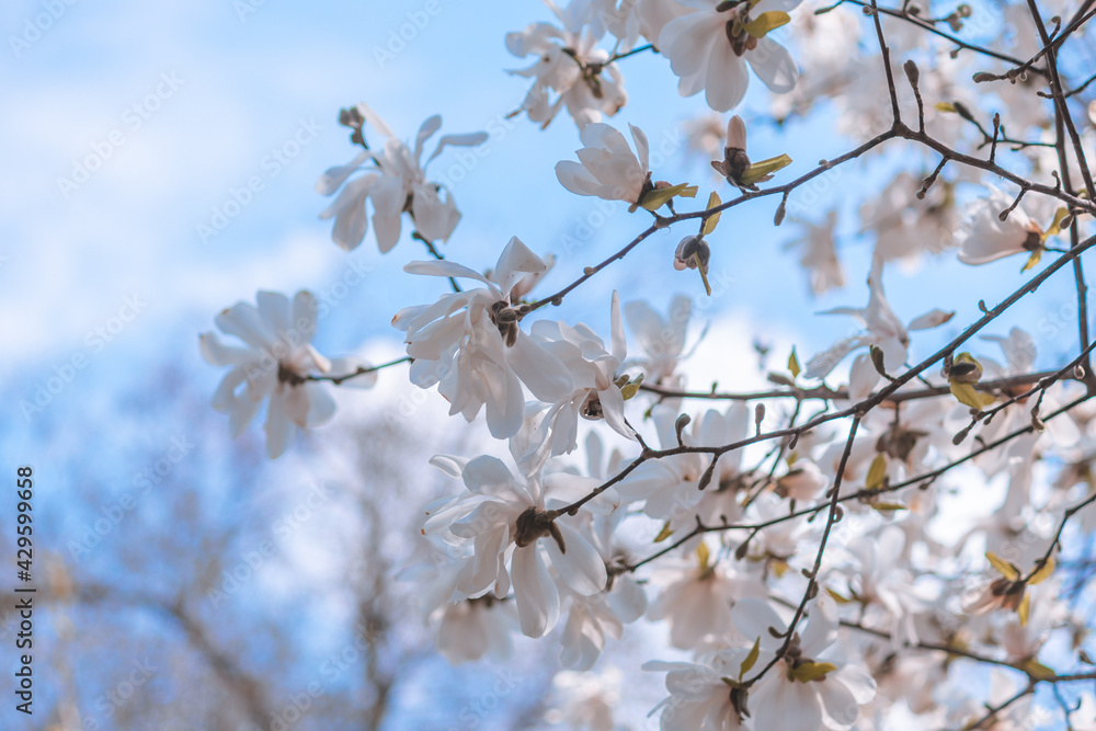 Wallpaper. Close-up of a white magnolia. Spring Floral Background Magnolia Blossom Botanical Garden.