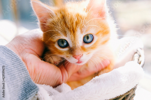 Kitten in the basket close-up. Red kitten.