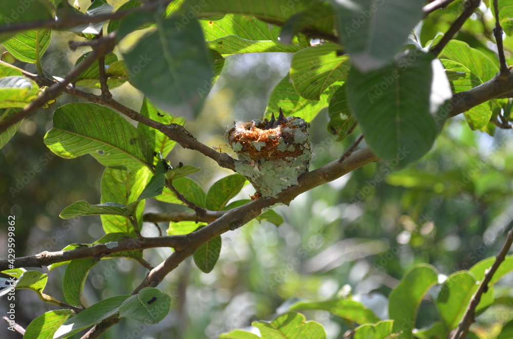 frog on a tree