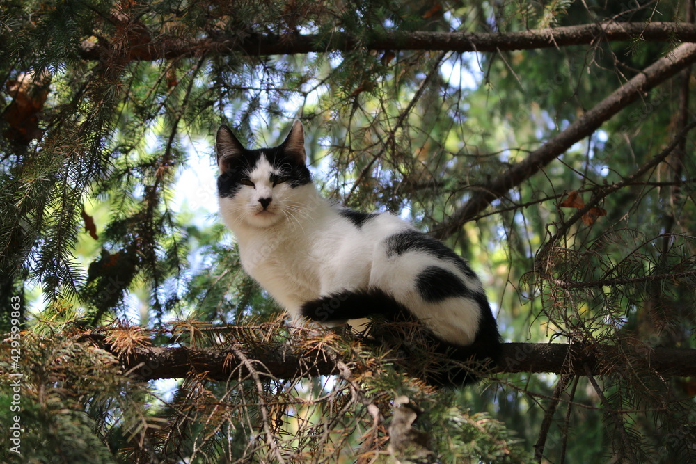 siamese cat in the forest