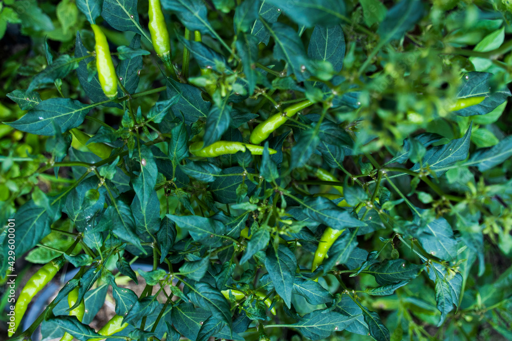 A bird's-eye view, which is a close-up of a chili plant with a full green chili.