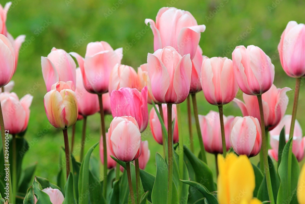 Pink and yellow tulips in the park in spring Pink and yellow tulips in the park in spring