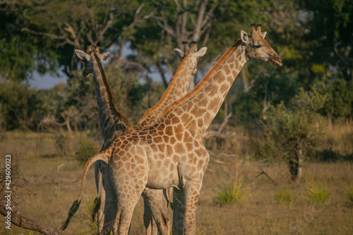 Maasai Giraffe in Masai Mara Game Reserve of Kenya, East Africa...