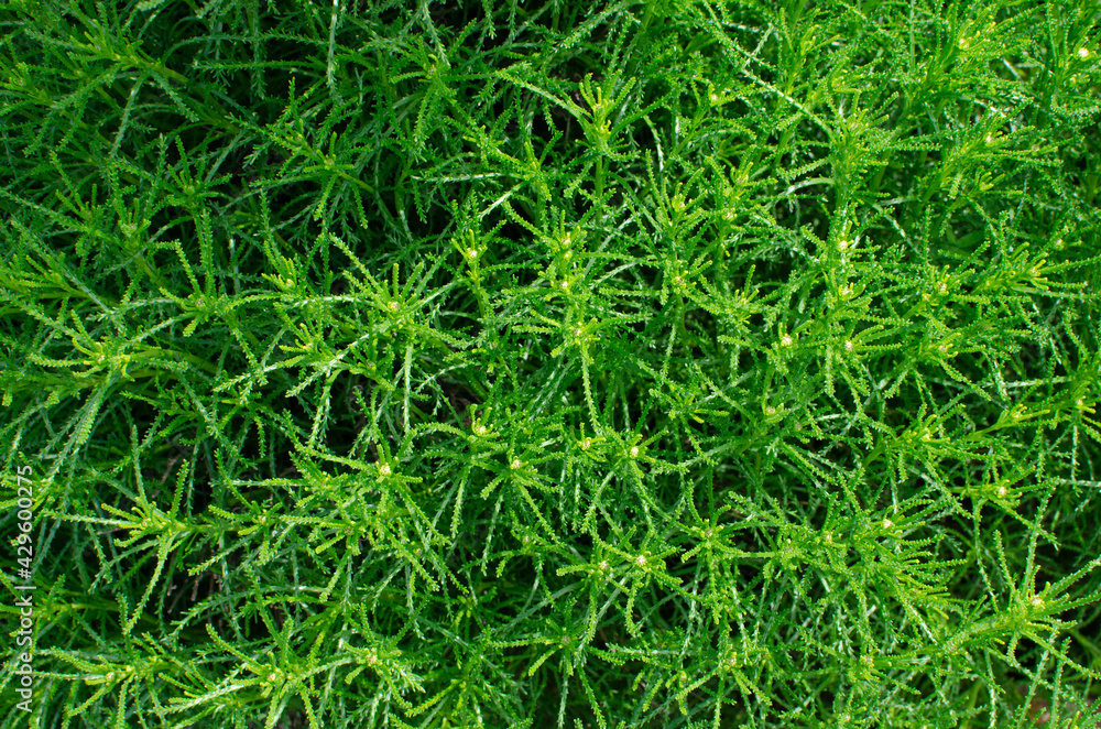 Beautiful green grass in the form of a cobweb, on the ground, design, nature, landscape, on the site, yard, decor, macro Beautiful green grass in the form of a cobweb, on the ground, design, nature, landscape, on the site, yard, decor, macro