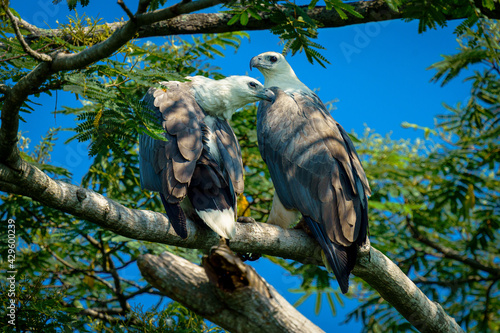 Photography white bellied sea eagle