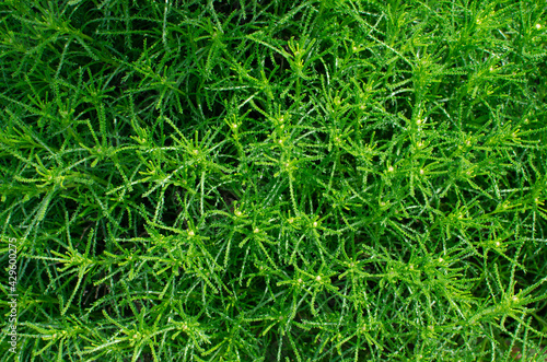 Beautiful green grass in the form of a cobweb, on the ground, design, nature, landscape, on the site, yard, decor, macro