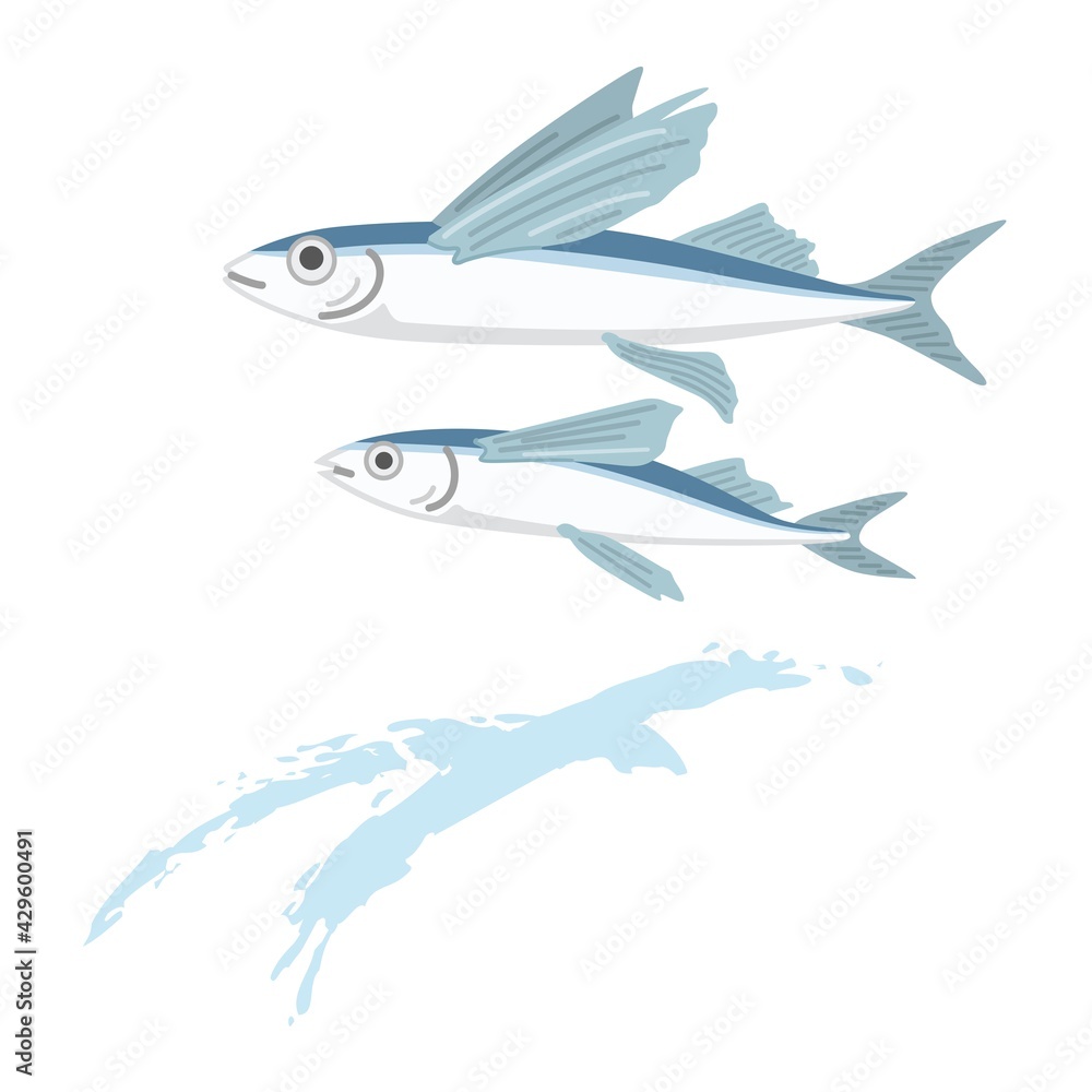 Fototapeta premium トビウオのイラスト