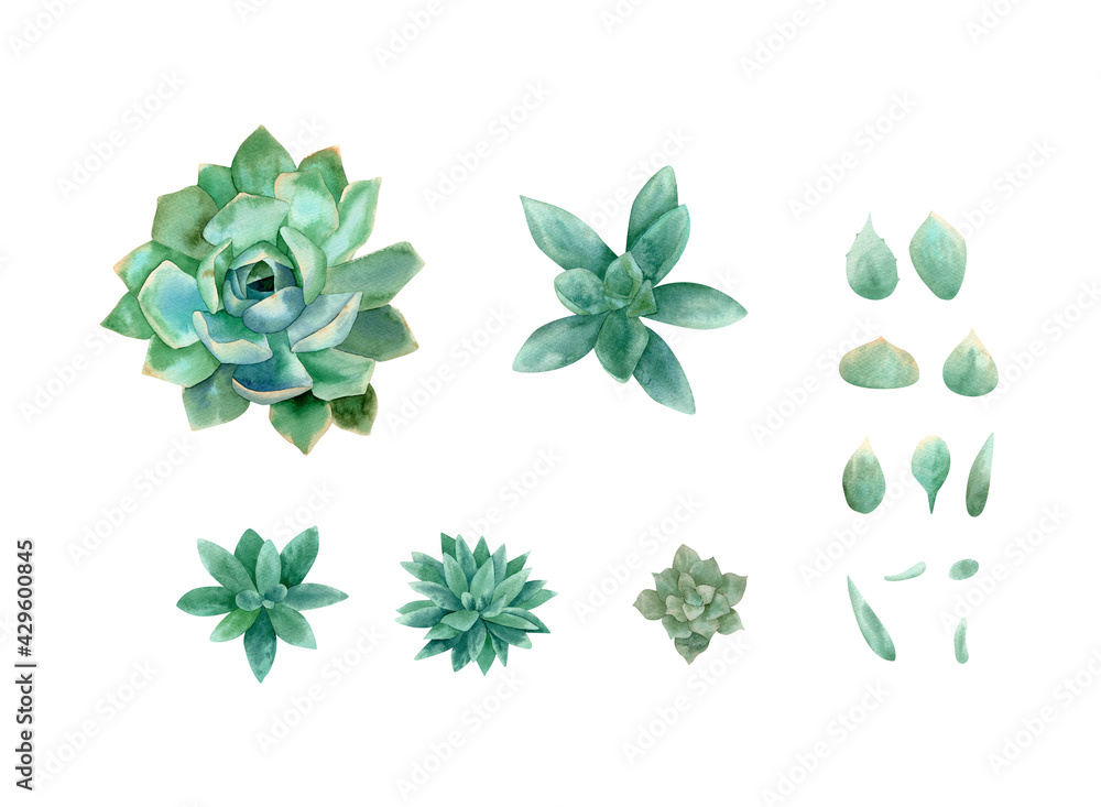Watercolor succulent set. Botanical illustration with green and blue succulent plant, petals in green and blue colors