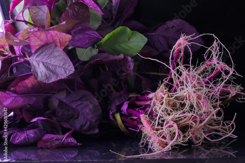 uncooked fresh red spinach . photo