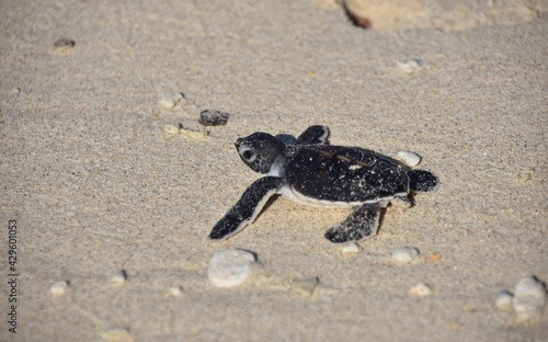 Baby Sea Turtle Rear Angle Close-up
