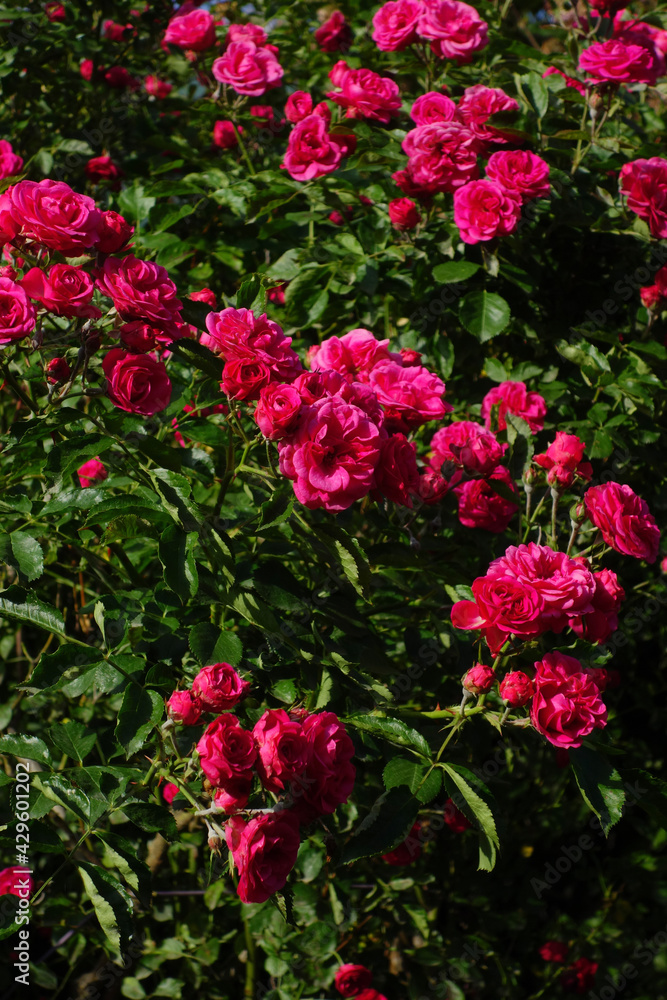 pink roses in garden