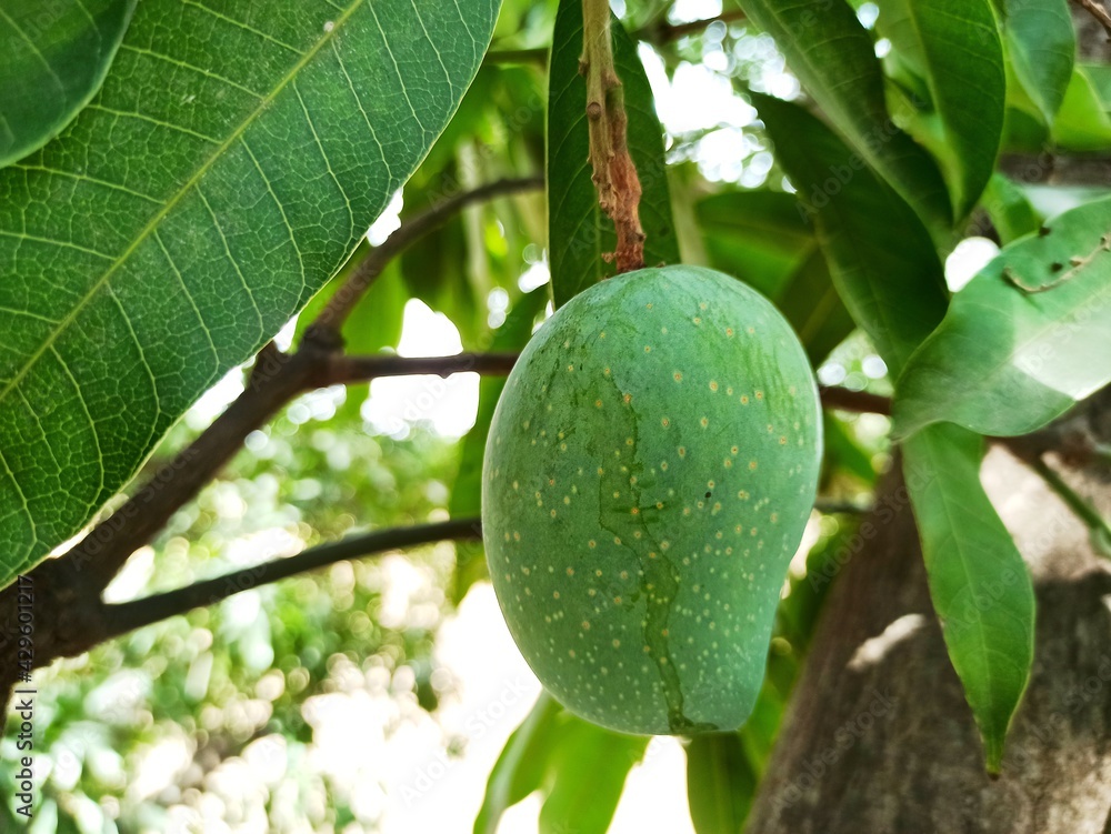 green mango on tree