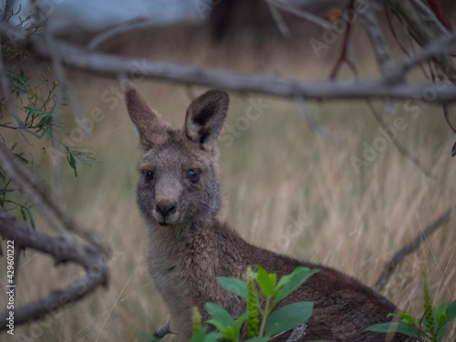 Fototapeta Naklejka Na Ścianę i Meble -  Cute Red Brown Kangaroo