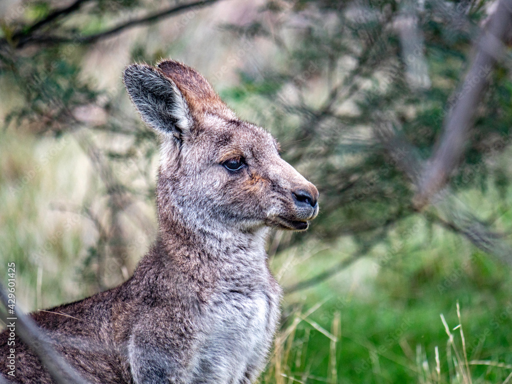 Kangaroo Portrait