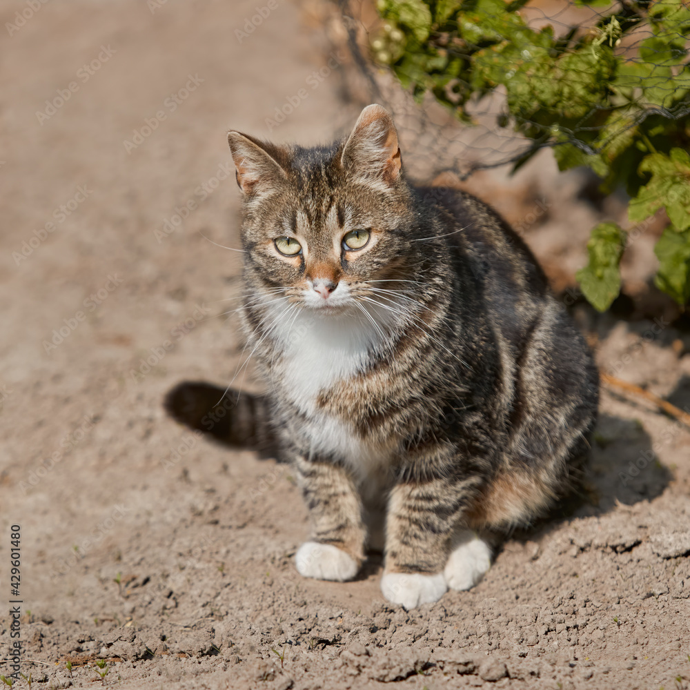 Cat sitting on the ground in the garden