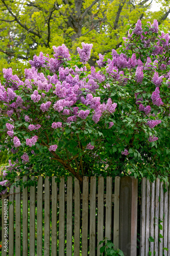 Lilac bush with soft pink flowers in a spring garden.