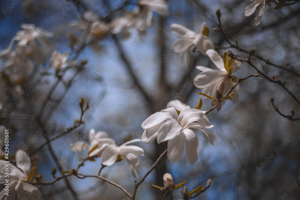 Wallpaper. Close-up of a white magnolia. Spring Floral Background Magnolia Blossom Botanical Garden. Wallpaper. Close-up of a white magnolia. Spring Floral Background Magnolia Blossom Botanical Garden.