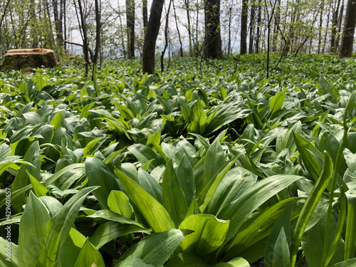 Wild garlic in forest Ulm 1 - by juma