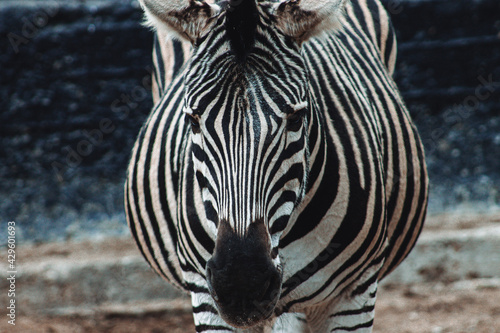 Fototapeta Naklejka Na Ścianę i Meble -  zebra close up