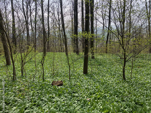 Forest in Ulm 2 - by juma