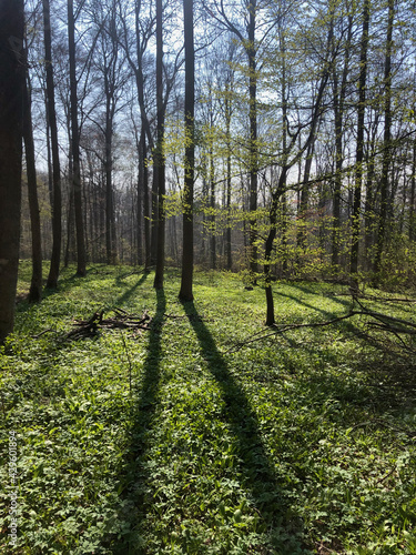 Forest in Ulm 1 - by juma