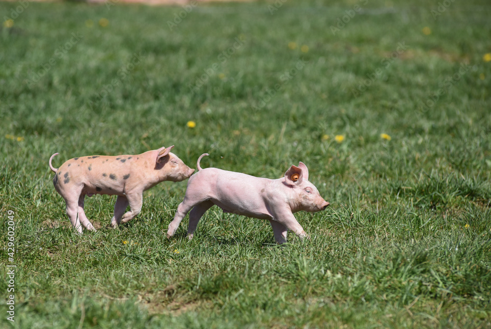 cochon porc porcelet viande elevage agriculture cochon porc porcelet viande elevage agriculture