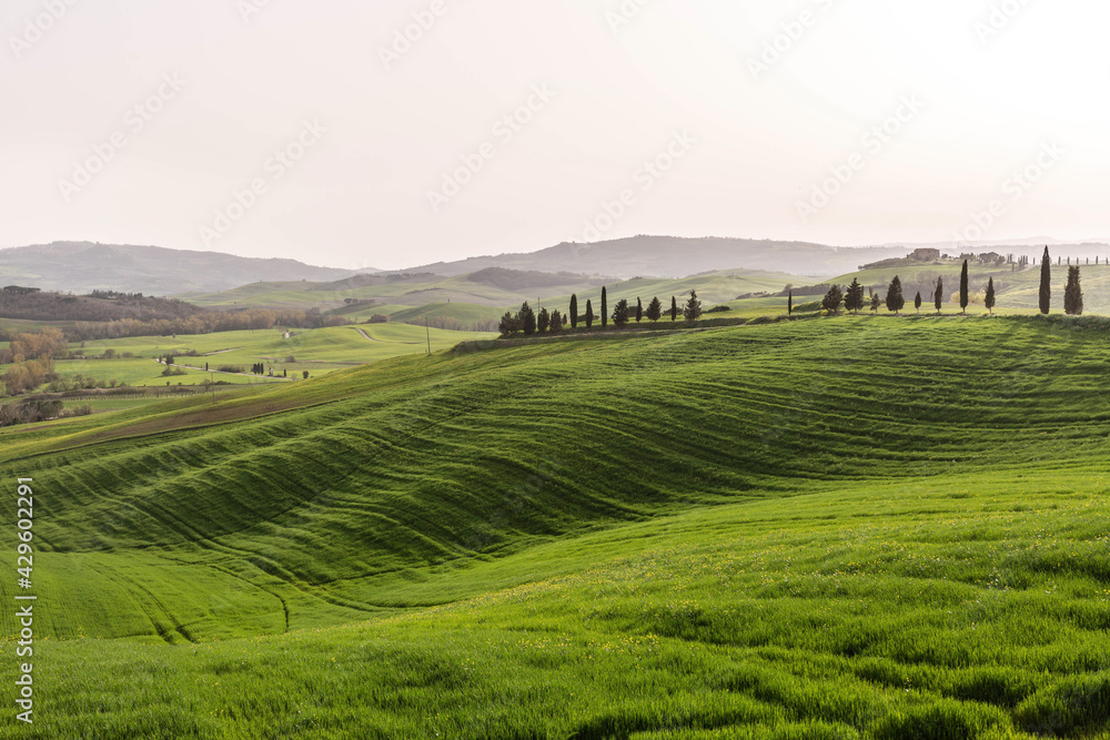 Green hills of Tuscany
