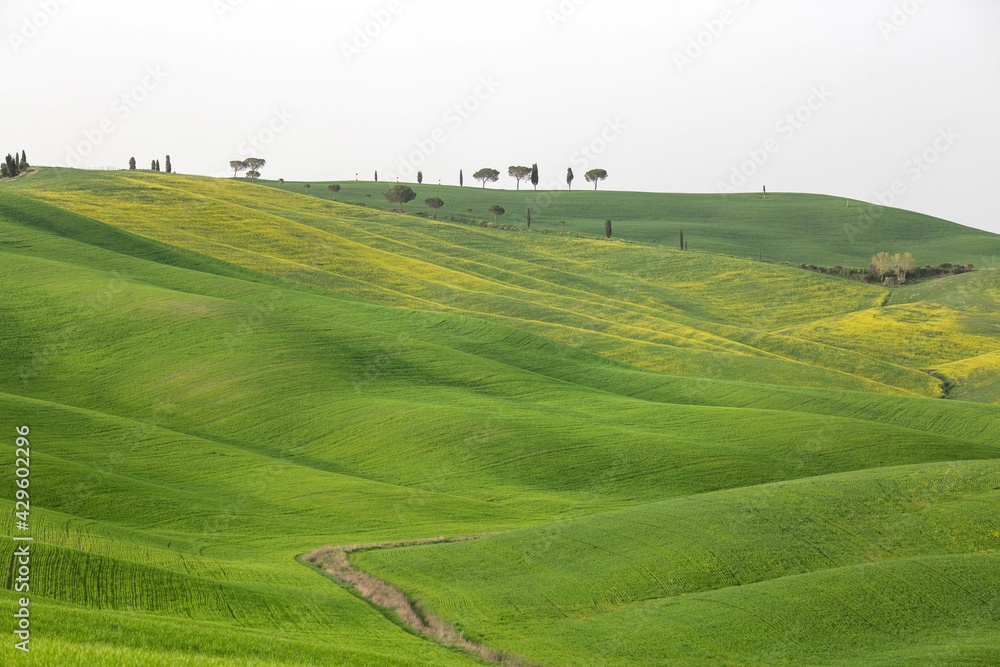 Naklejka premium Green hills of Tuscany