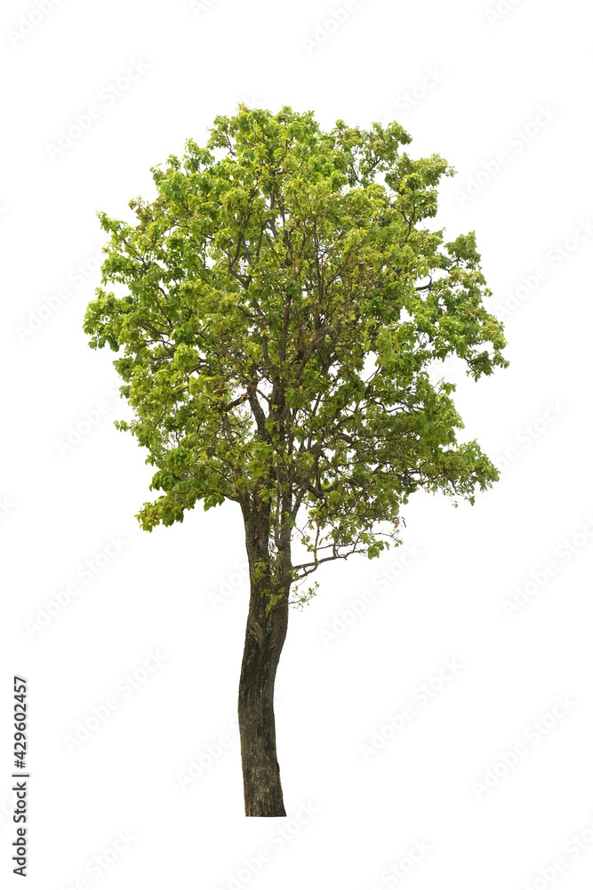 Fototapeta premium tree isolated on white