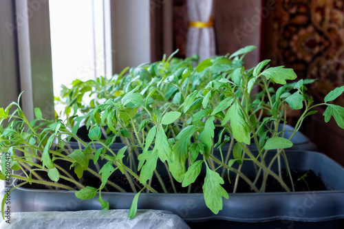 Young tomato sprouts in a seedling container. Home garden