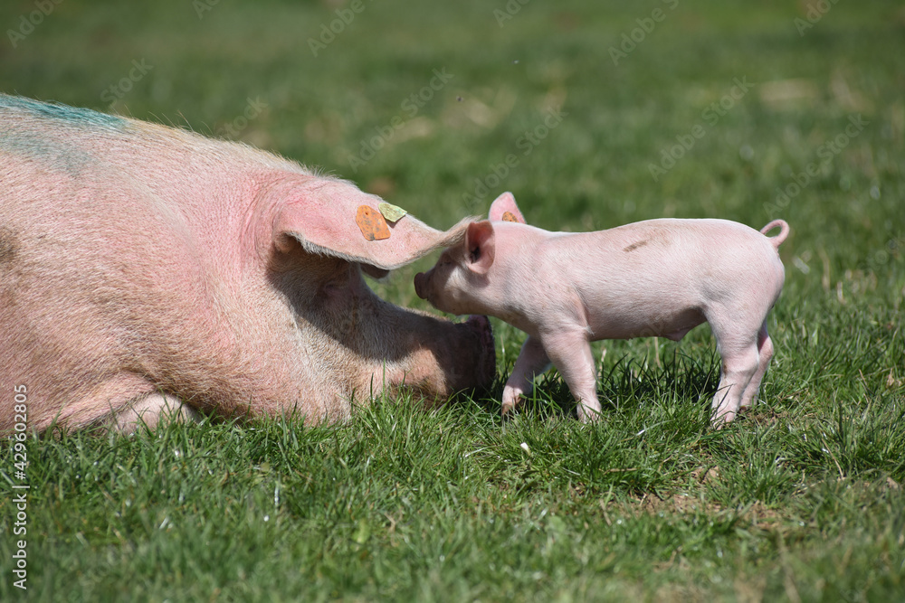 porc cochon elevage agriculture truie porcelet porc cochon elevage agriculture truie porcelet