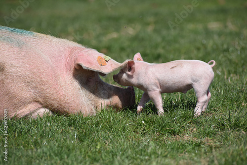 porc cochon elevage agriculture truie porcelet photo
