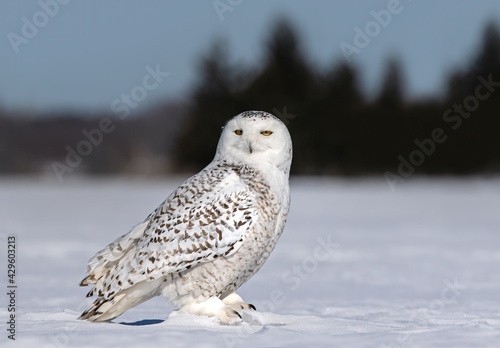 Snowy owl female standing in middle of a snow covered field in Ottawa, Canada © Jim Cumming