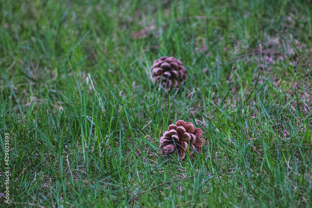 Fototapeta premium snail on the grass