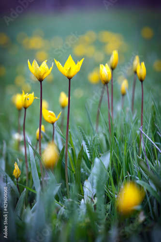 beautiful wild yellow tulips on the meadow