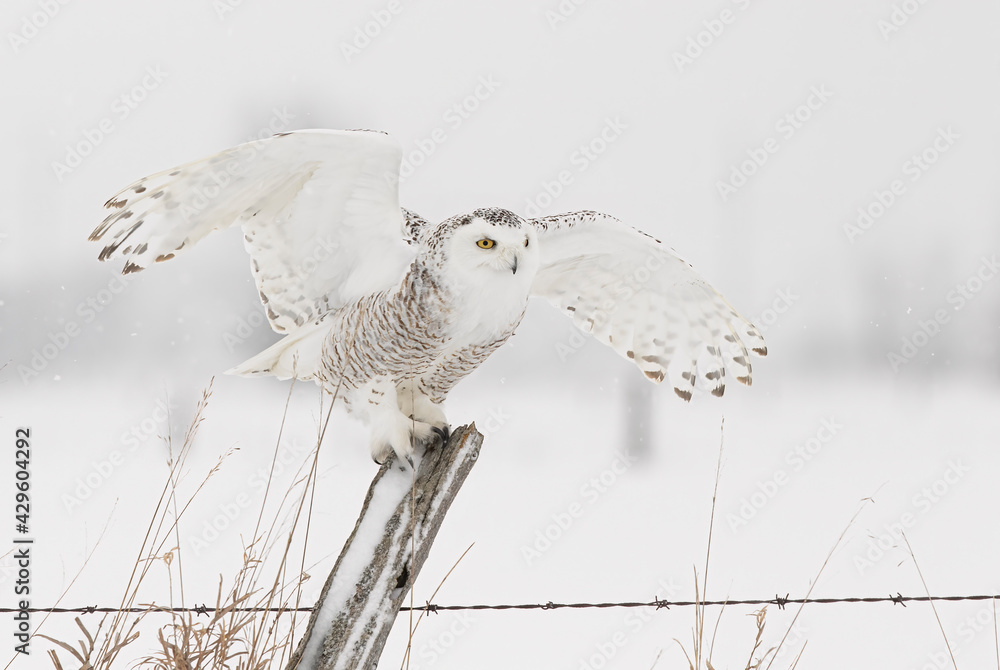 Fototapeta premium Snowy owl (Bubo scandiacus) female perched on a post in winter hunting over a snow covered field in Ottawa, Canada