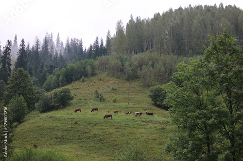 elk in the mountains