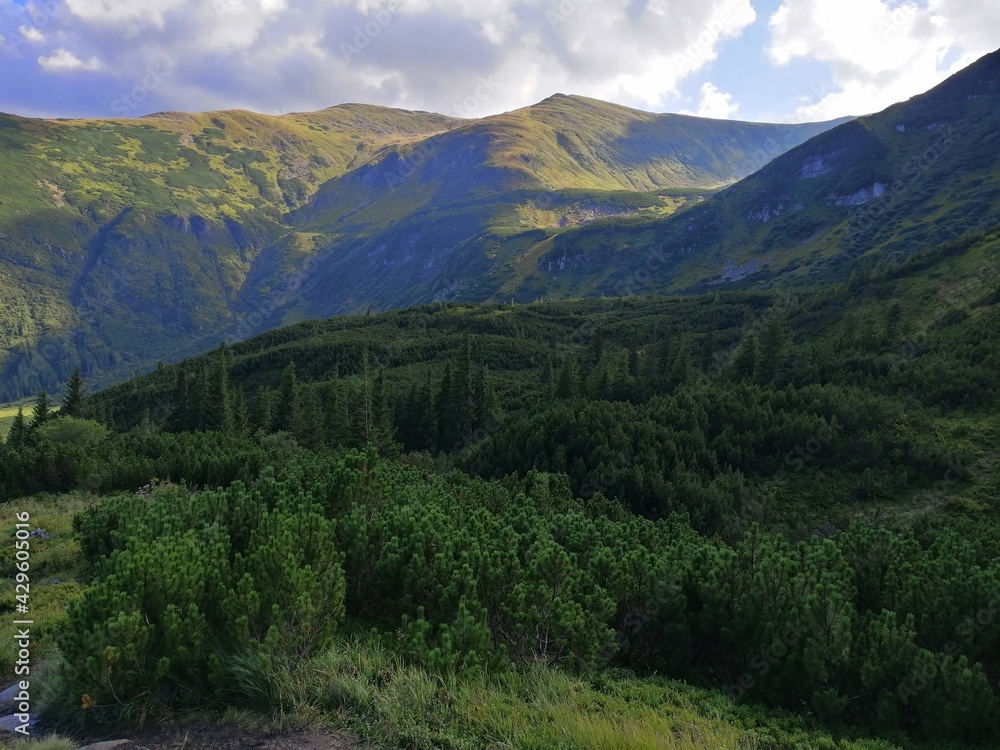 Fototapeta premium forest in the mountains