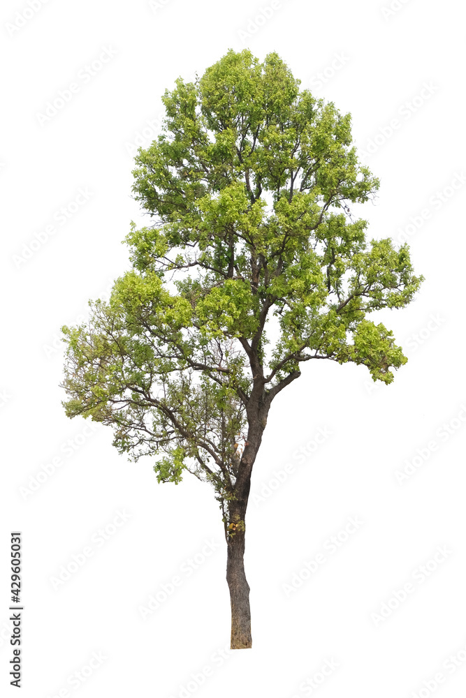 tree isolated on white background tree isolated on white background