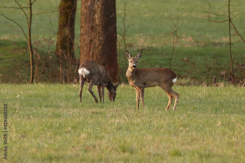 Capreolus capreolus. Roe deer in the meadow, with trees in the background Capreolus capreolus. Roe deer in the meadow, with trees in the background