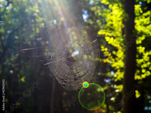 spider web in the morning