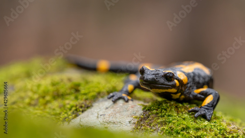 Fire salamander (Salamandra salamandra) on moss, macro shot