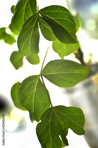 The photo shows the foliage of a tree peony