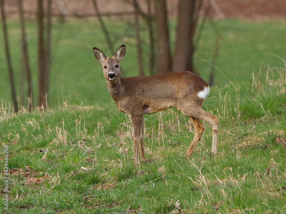 Capreolus capreolus. Roe deer in the meadow, with trees in the background Capreolus capreolus. Roe deer in the meadow, with trees in the background