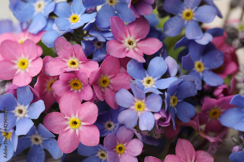 Beautiful blue and pink Forget-me-not flowers, closeup view