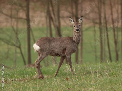 Capreolus capreolus. Roe deer in the meadow  with trees in the background